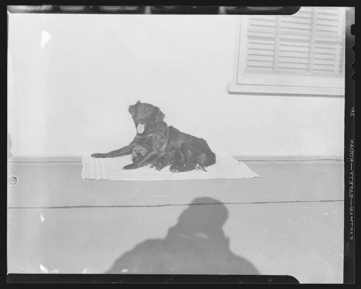 A Dog Who Went to Space For Your Daughter