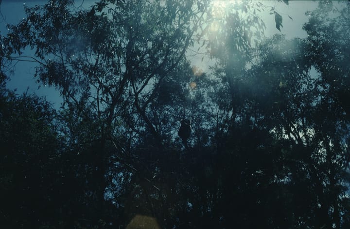 view of treetops with sunlight filtering through