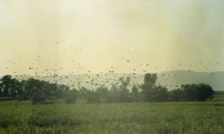 photo of a flock of birds flying over green fields